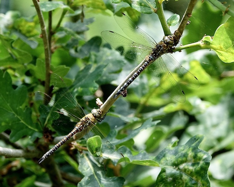 migrant hawker pair